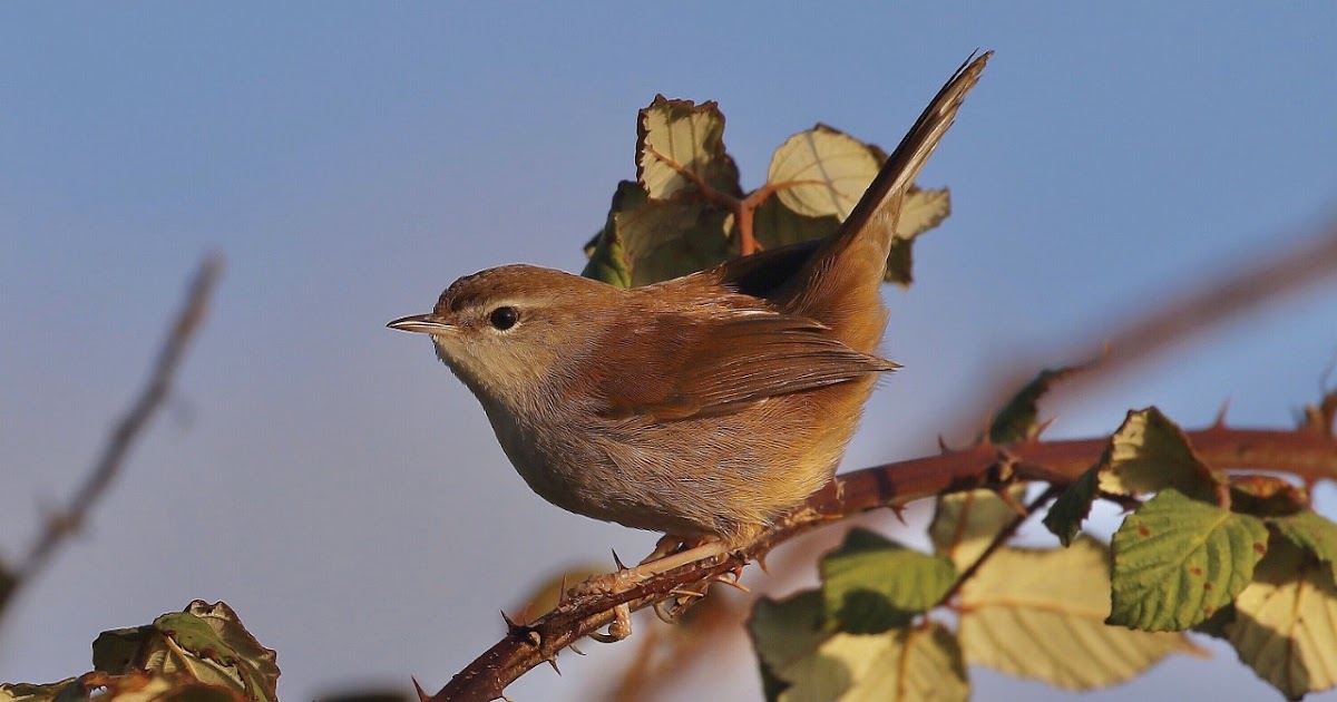Dorset Birds: Sightings - Monday 9th December 2019.