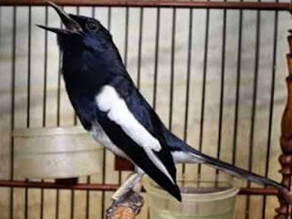 Melatih Burung Kacer Dari Muda Hutan Hingga Juara Purwomp Com