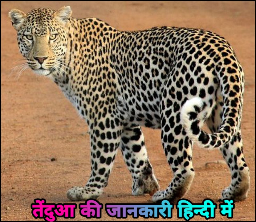 तेंदुआ के बारे जानकारी – Facts About Leopard In Hindi – Hindi7facts
