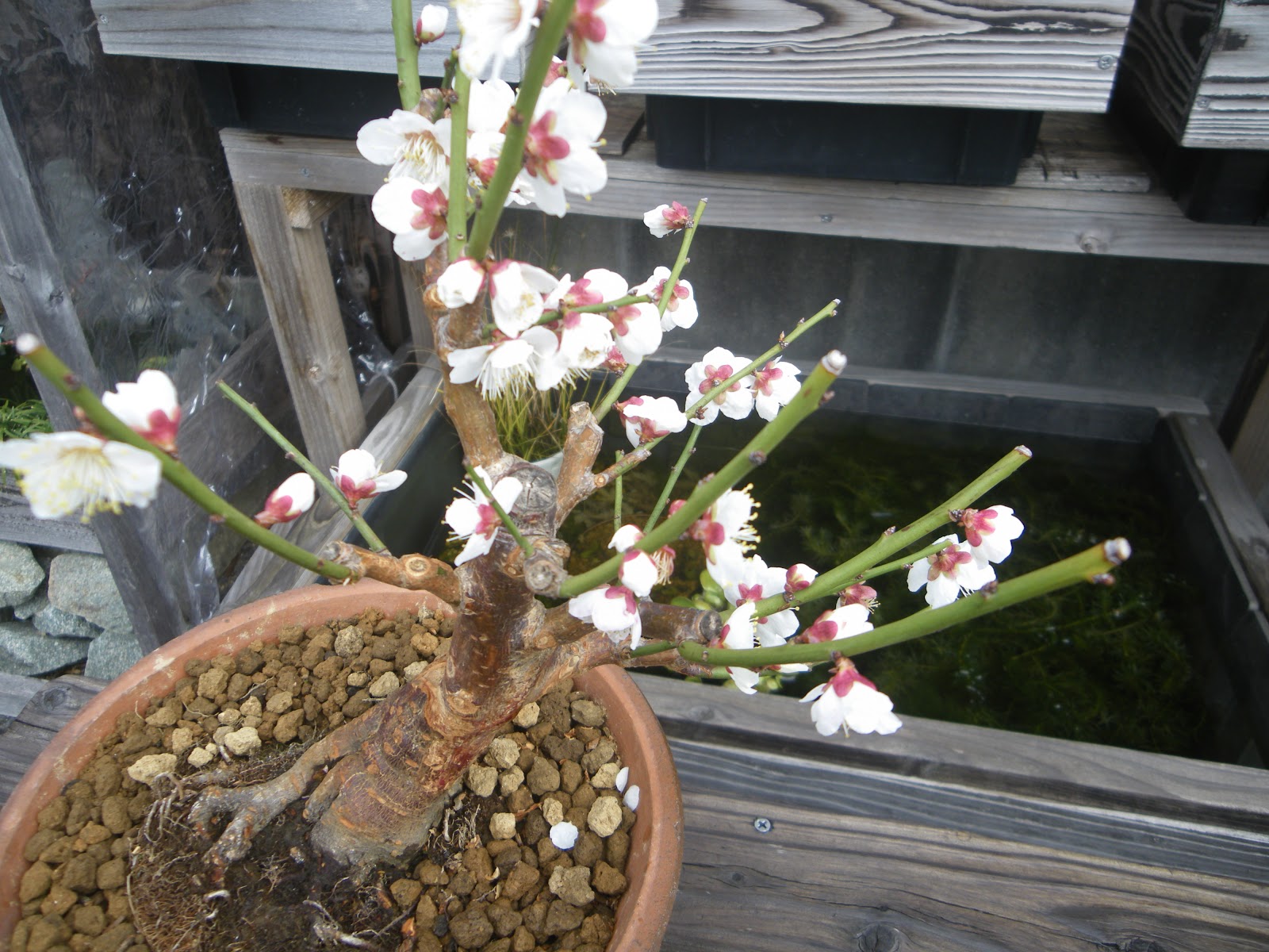 梅の盆栽の植え替えの方法 初心者でも簡単に成功できます メダカの大工