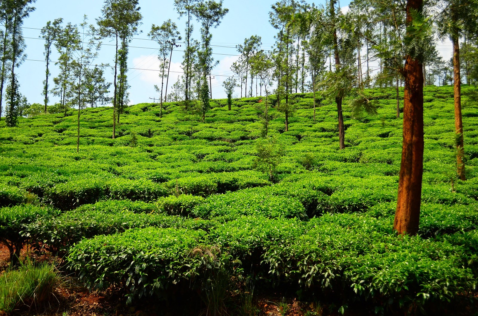 Sharath Hassan A Travelling Photographer A Notifying Elemadilu tea