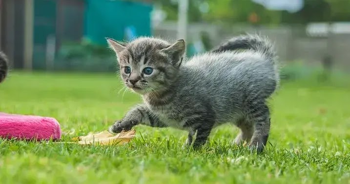 Maley Und Katie Meine Zwei Katzenmonster Fashion Blog From