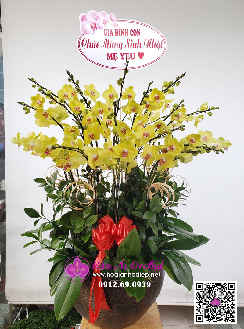 chậu hoa lan vàng tặng tết 2021
