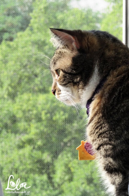 Tabby cat looking out of a window