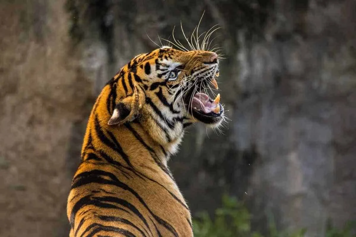 Tiger und Menschenverstand - James Thurber - Methoden - Fabel - Es war einmal ein Tiger, der lebte in den Vereinigten Staaten