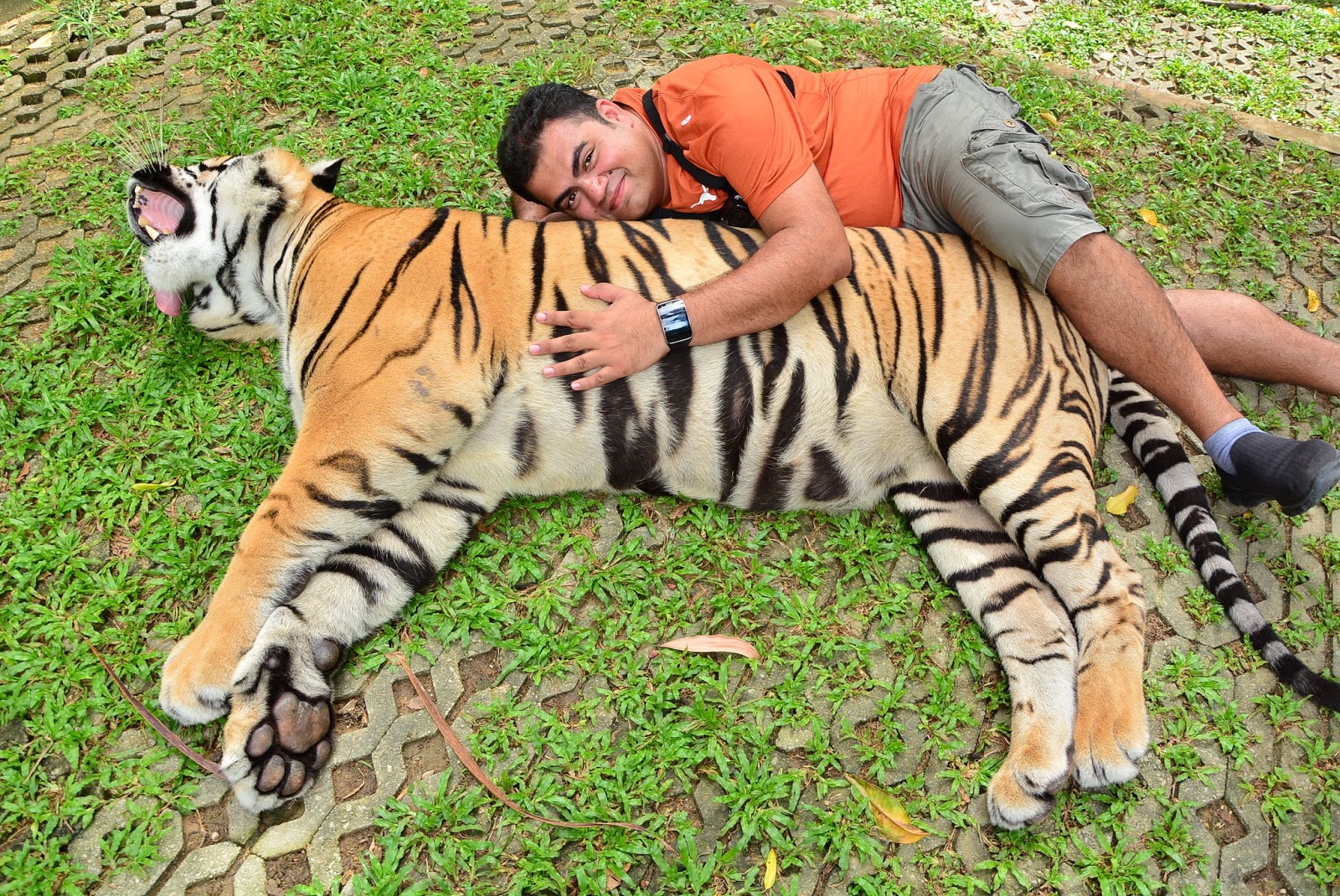 Tiger kingdom experience Phuket Thailand TRAVEL INFO