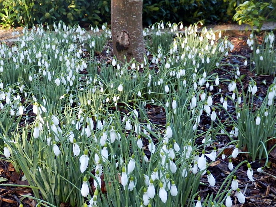 Mike's Cornwall 22 Cornwall Flower Photos