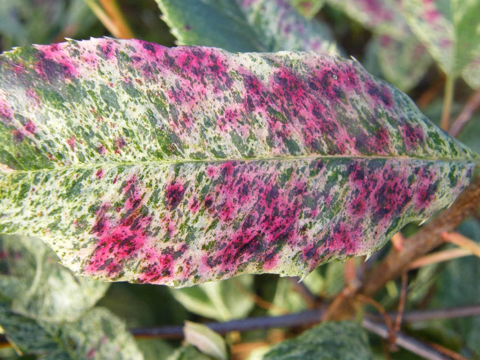 Le Douaire Ile De Vivre Tout Savoir Sur Le Photinia X Fraseri