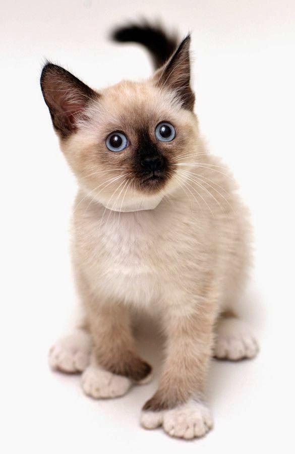 Top 5 of the Most Affectionate Cat Breeds
