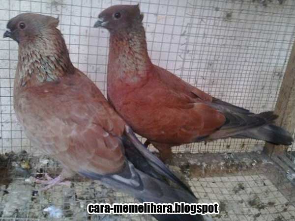 Macam Jenis dan Corak Warna Merpati Getakan