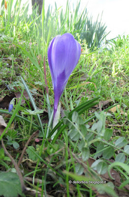 Piante spontanee, flora selvatica, bulbose, dittamo, frassinella, ortica, bosco, escursioni, birdwatching, avvistamento animali e riconoscimento piante spontanee e mangerecce, piante officinali ed aromatiche, rose, lavanda