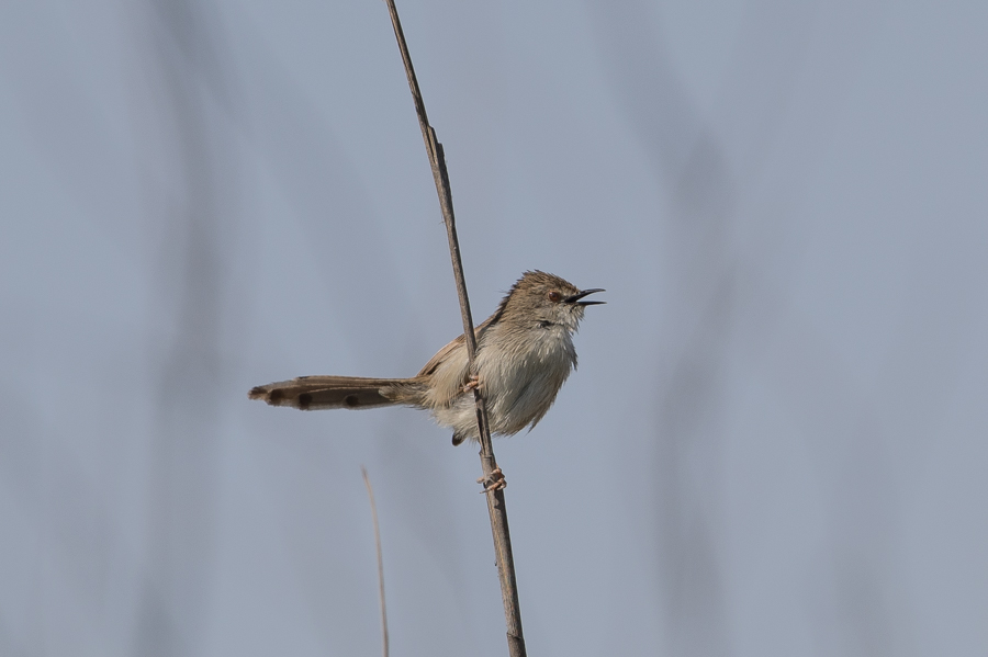 Last wintering species still around – Khafra Marsh Gracful Prinia