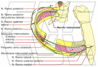 Músculos y nervios intercostales.