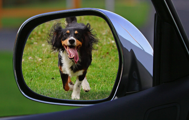 Does Your Dog Bark When Looking In The Mirror?