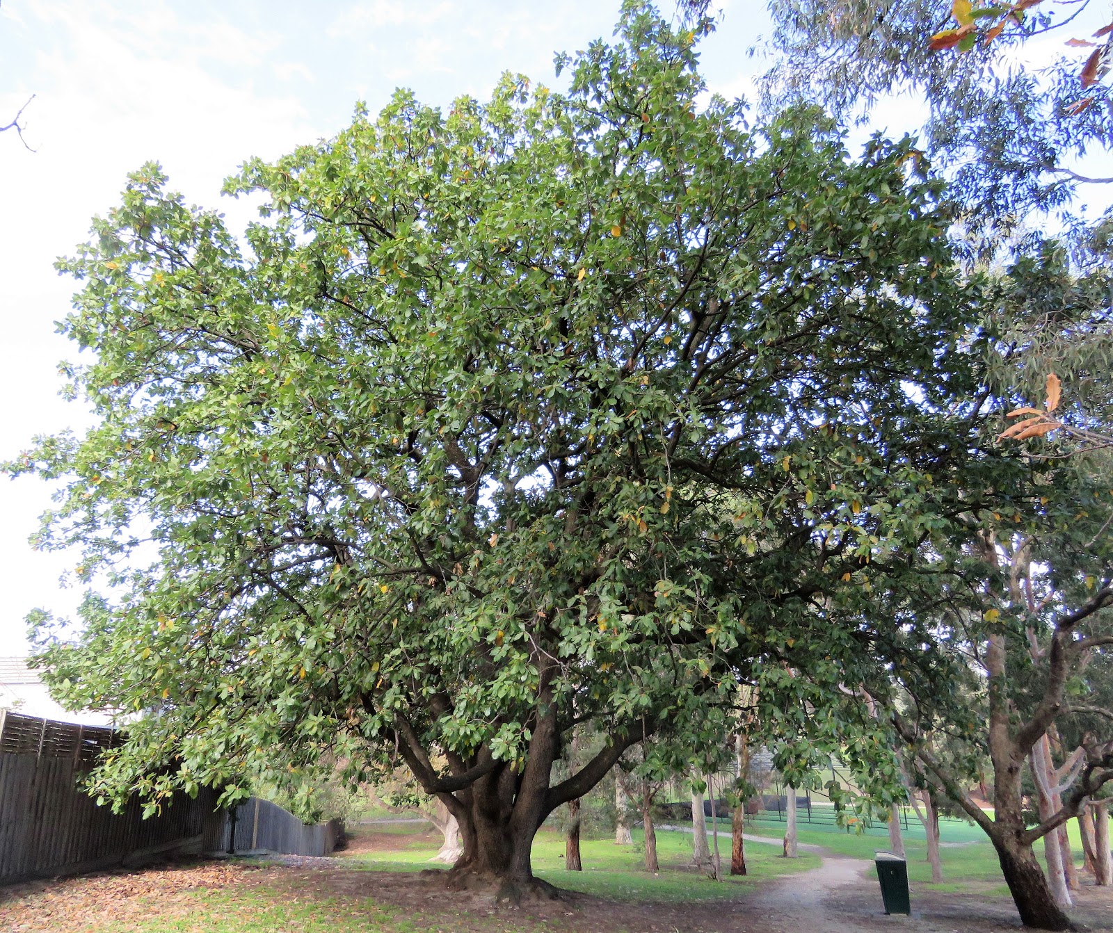 Evergreen deciduous oaks a mixed bag