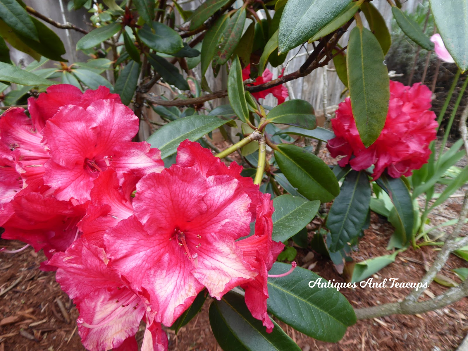Antiques And Teacups: Rhododendron or Azalea Tea with Amond Cake
