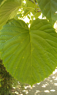 Davidia vilmoriniana - Handkerchief Tree Ruskin Park Topside Of Leaf