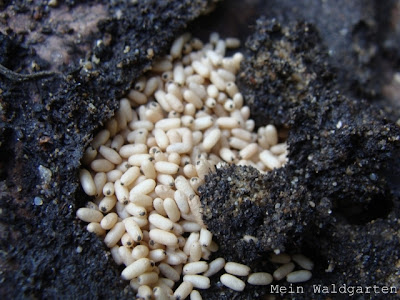 © Mein Waldgarten Die Form der AmeisenEier