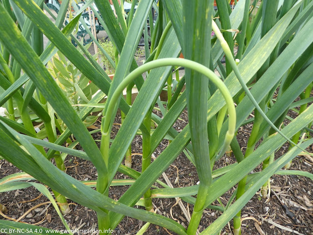 The scape has now grown within a couple of days, to the shape of a hook.