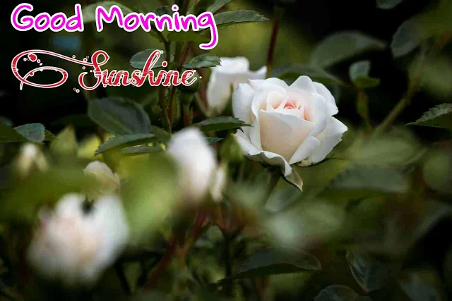 Good morning Images with White Rose flower