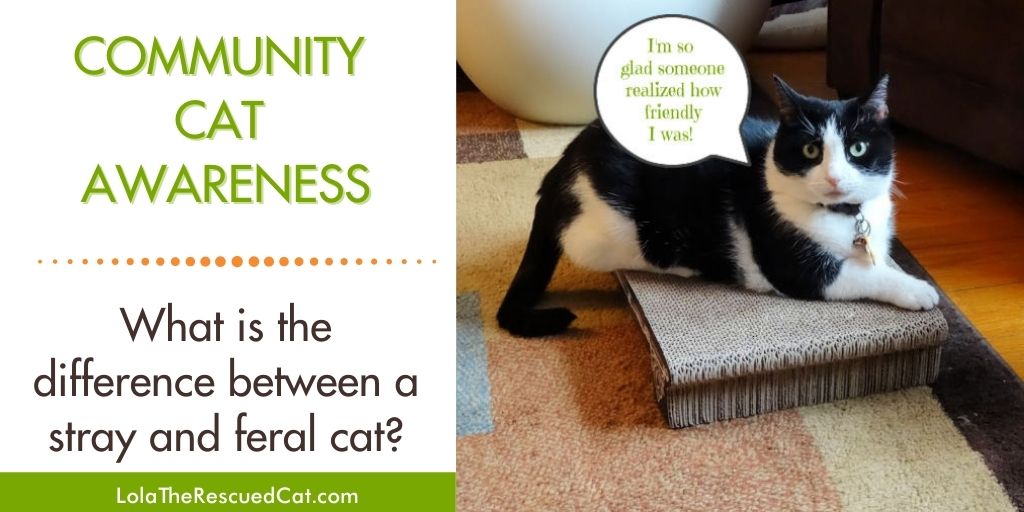 What is the Difference Between a Stray and Feral Cat? Lola The