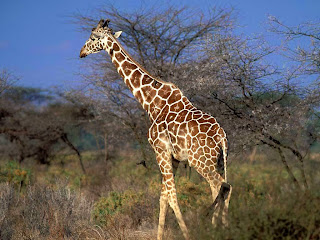 Giraffe HD Wallpapers