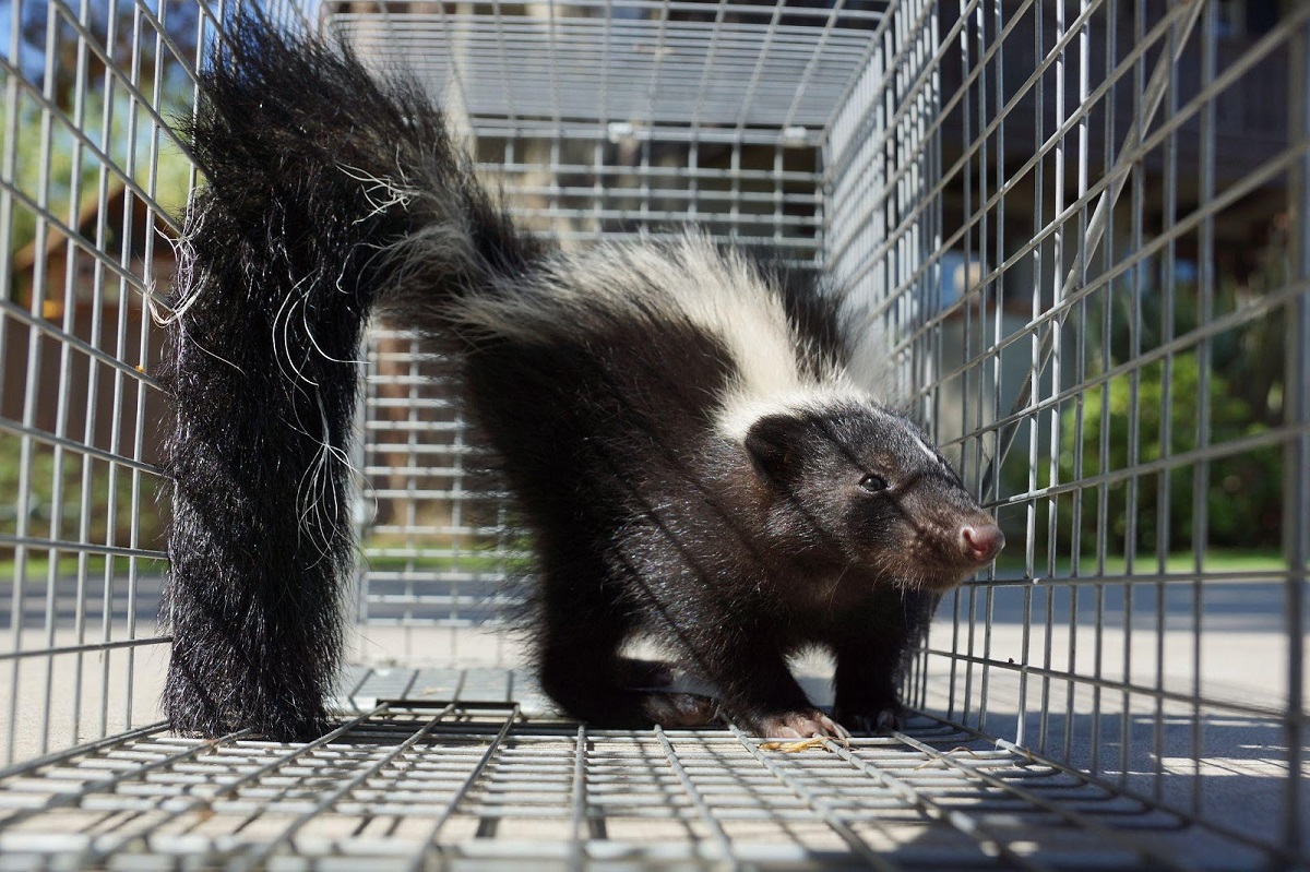 Why Do Skunks Dig In Your Yard?