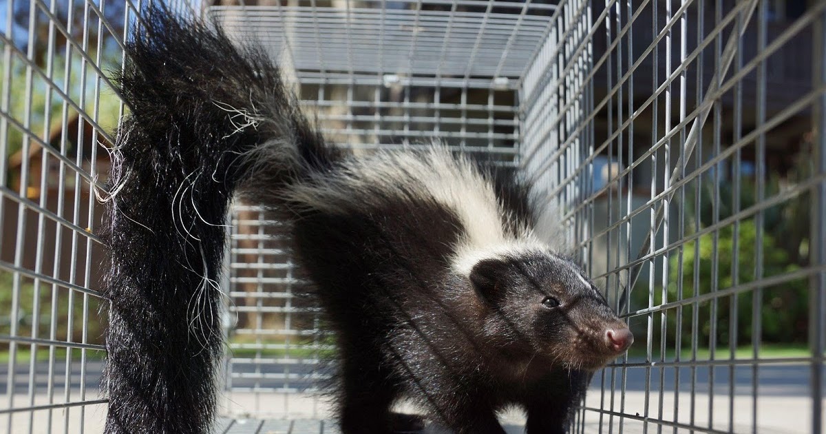 Why Do Skunks Dig In Your Yard?