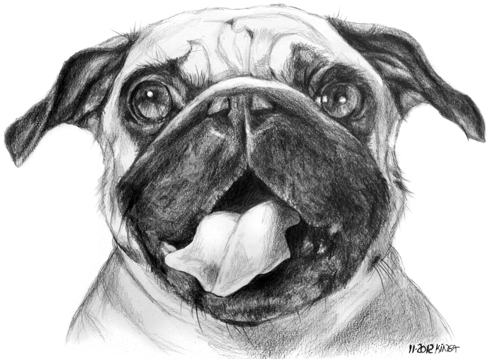 Рисунок мопса для срисовки карандашом