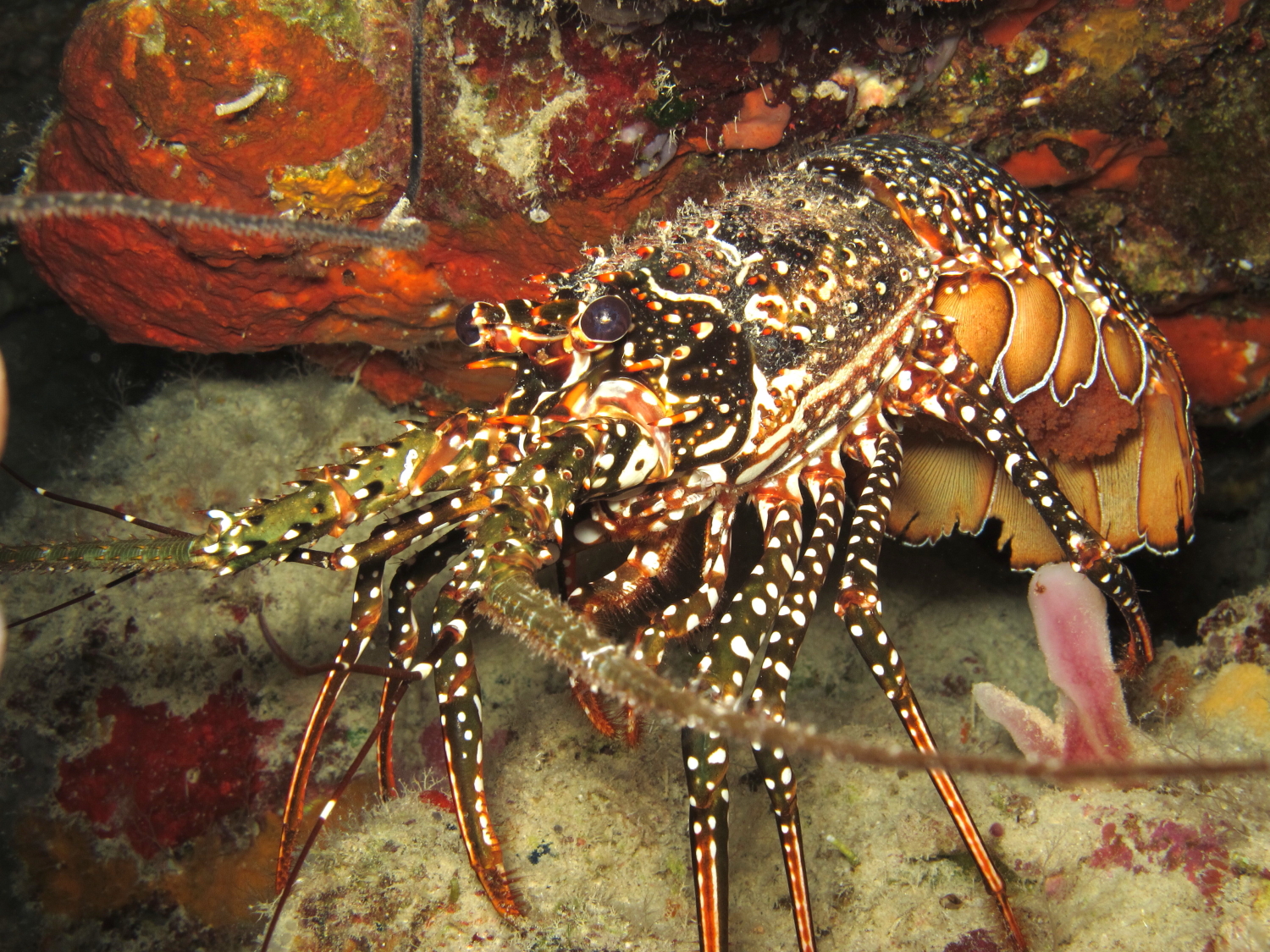 Rambling Jill Spotted spiny lobster
