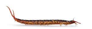 Side-view centipede A view of a black and yellow centipede from the side.