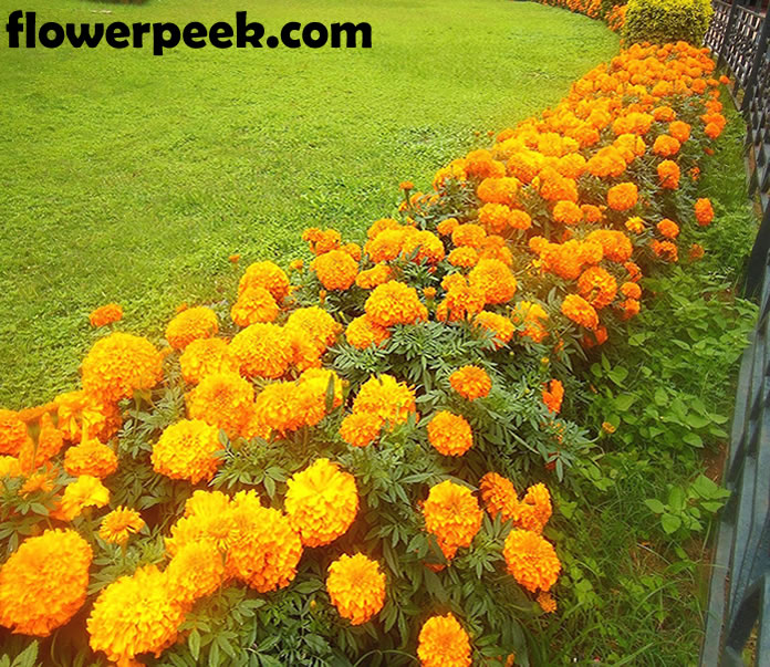 Tips on how to plant and care for Marigold flowers Tips on how to plant and care for Marigold flowers