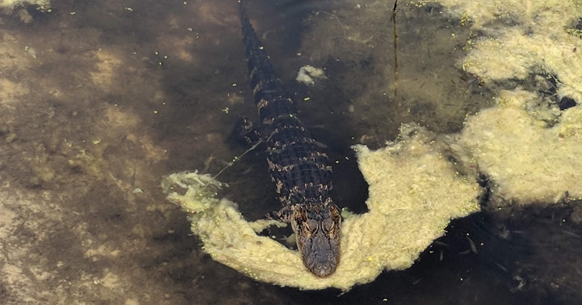 PURE FLORIDA: Nuisance Alligator Removal: What to expect after you call