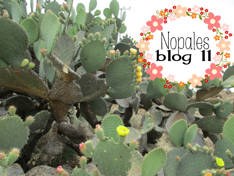 El nopal - blog 11