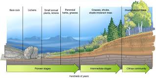 تتشكل التربة في التعاقب الاولي بفعل