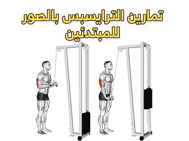 تمارين الترايسبس بالصور