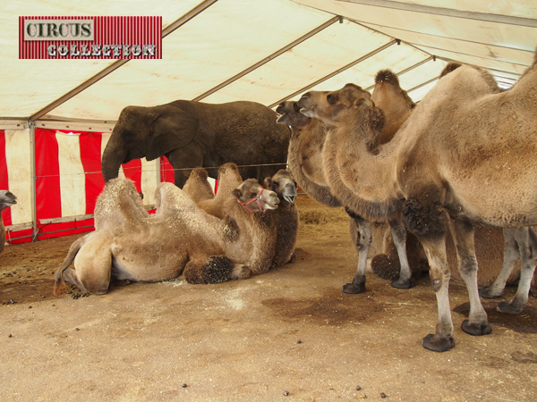 dans une grande tente écurie, l'éléphant  et les chameaux du Cirkus Dannebrog 2012