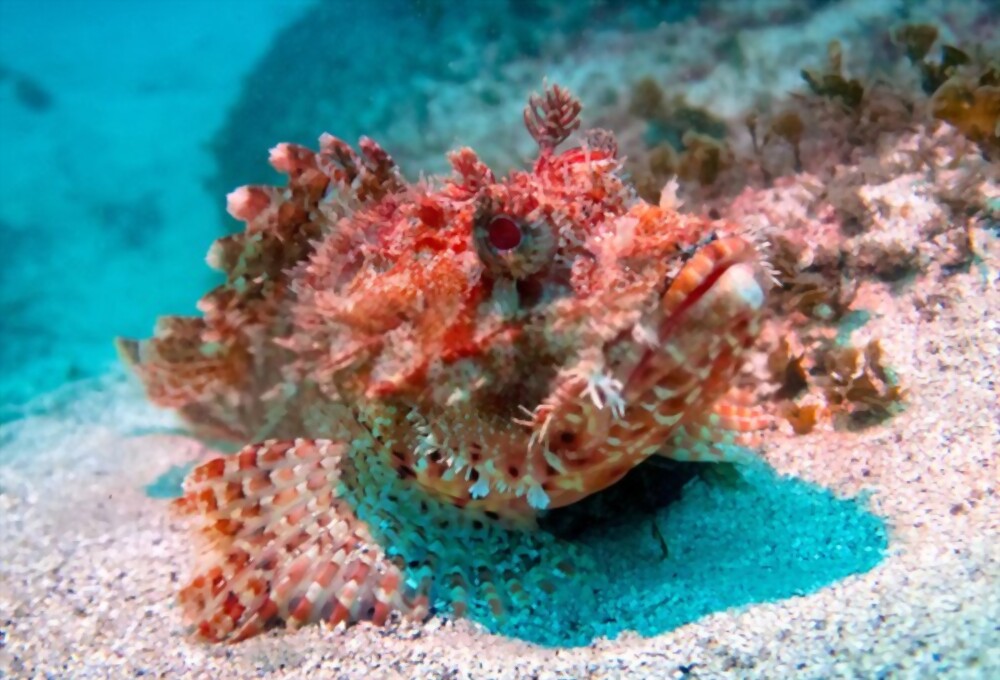 Stonefish: Most beautiful and deadly animal in the world