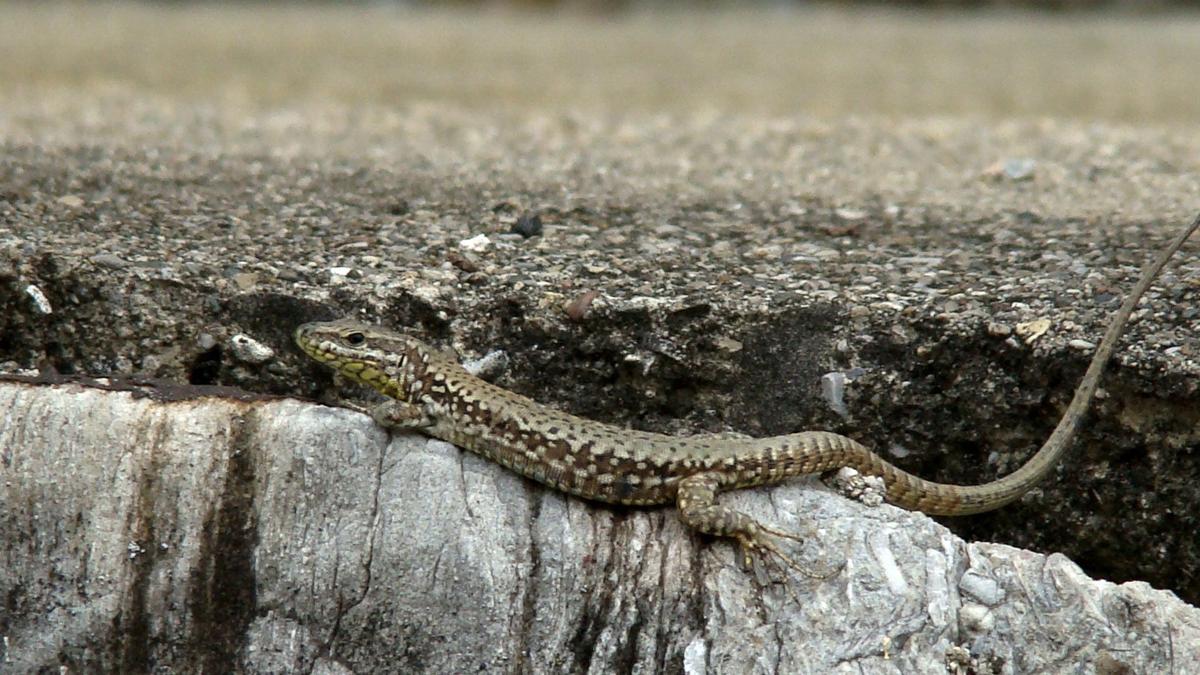 lazarus lizard lazarus lizard