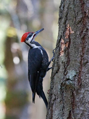 Photo of Pileated Woodpecker on tree trunk