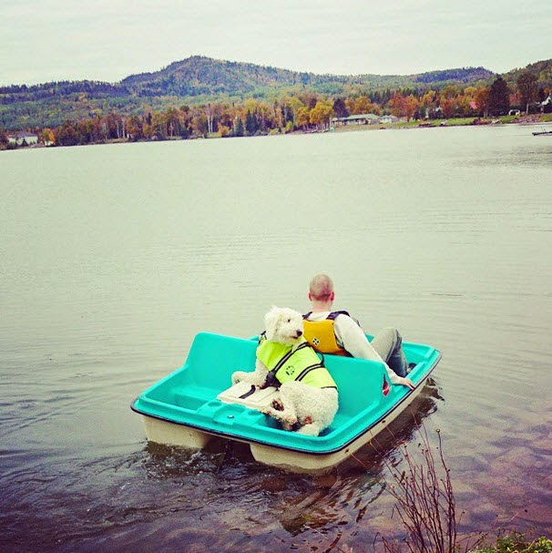 Large Dog in a Life Jacket on a Paddleboat Large Dog in a Life Jacket on a Paddleboat