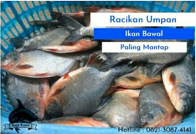 umpan ikan bawal paling jitu