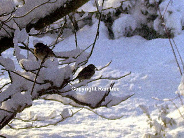 Two birds in snowy shrub