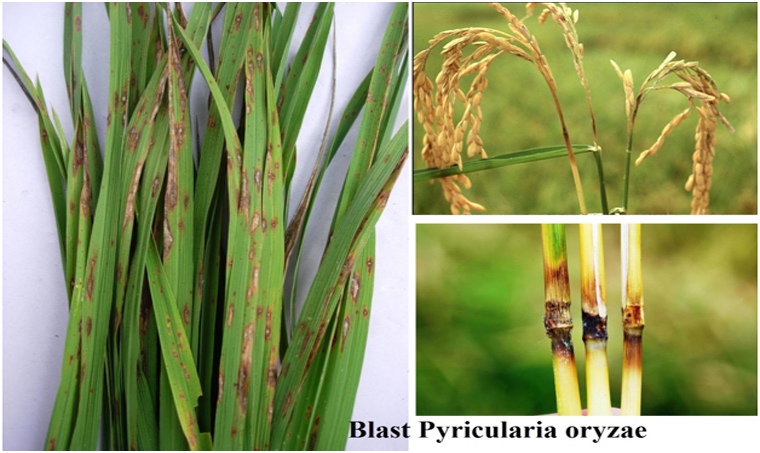 Melawan Penyakit Blas pada tanaman Padi ~ TLOGO TANI