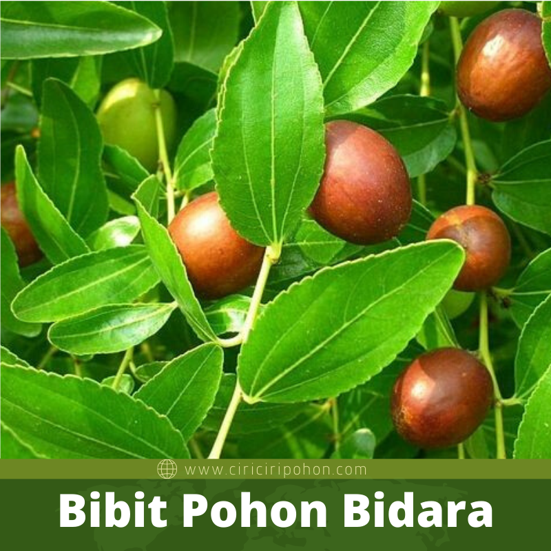 Ciri-Ciri Pohon Bidara