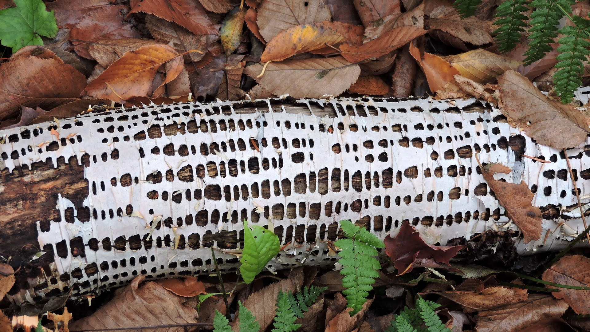 naturaliste Un 8 octobre dans la campagne de SainteApollinede
