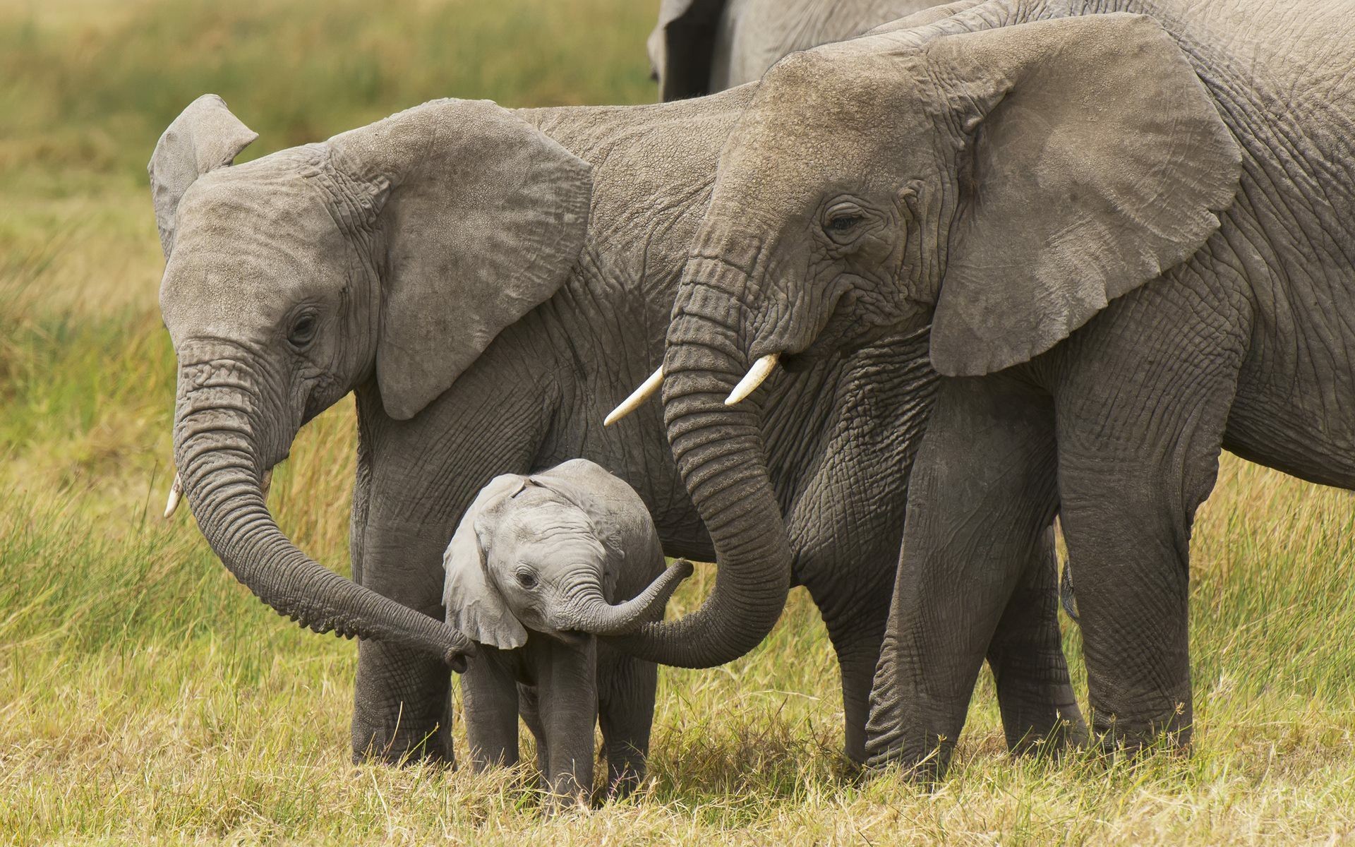В чем выражается забота родителей о потомстве. Слоновые хоботные. Слон слониха Слоненок. Хоботные (млекопитающие). Хоботные размножение.