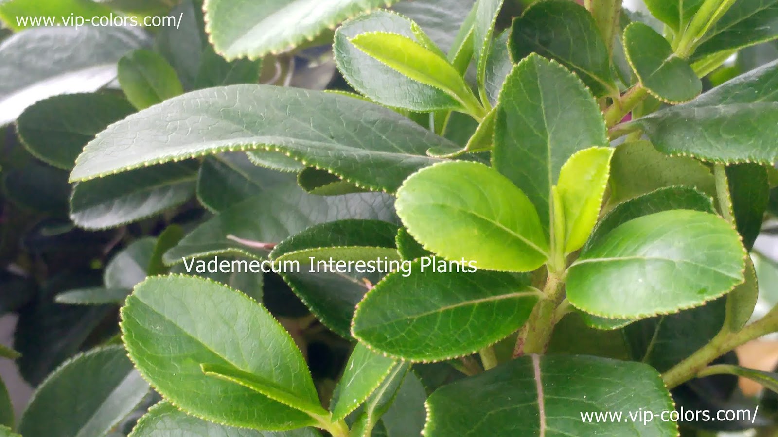 Future Plants By Randy Stewart Escallonia