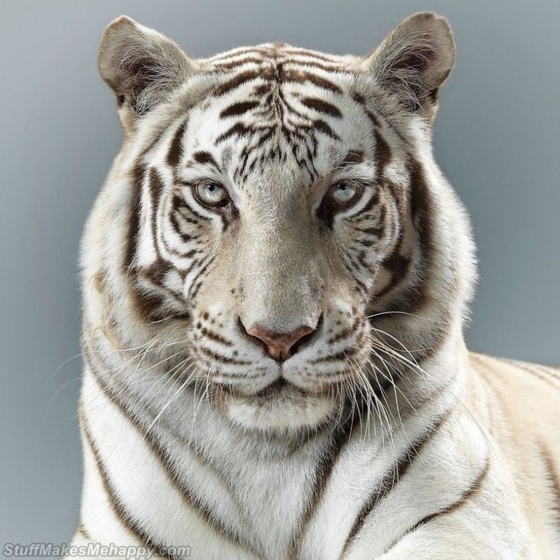 Magnificent Portraits of Big Cats, wild animals by British Photographer Peru