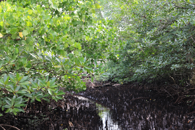 Masyarakat Barru Terancam Malaria Akibat Kerusakan Mangrove Panikiang